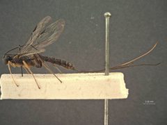 Calliephialtes odinae by the Smithsonian. Used under a CC0 license.