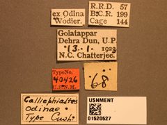 Calliephialtes odinae by the Smithsonian. Used under a CC0 license.