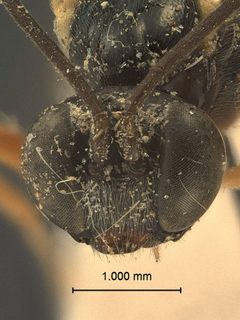 Calliephialtes odinae by the Smithsonian. Used under a CC0 license.