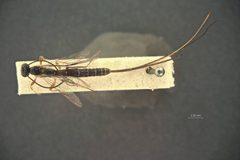 Calliephialtes odinae by the Smithsonian. Used under a CC0 license.