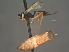 Campoplex frustranae by the Smithsonian. Used under a CC0 license.