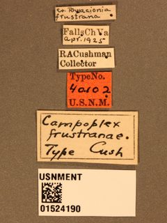 Campoplex frustranae by the Smithsonian. Used under a CC0 license.