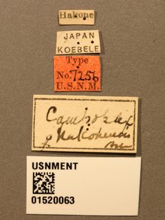 Campoplex hakonensis by the Smithsonian. Used under a CC0 license.