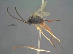 Campoplex texanus by the Smithsonian. Used under a CC0 license.