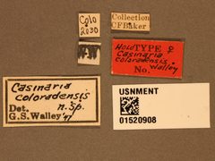 Casinaria coloradensis by the Smithsonian. Used under a CC0 license.