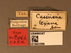 Casinaria texana by the Smithsonian. Used under a CC0 license.