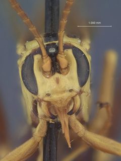 Ceratogastra ornata sicca by the Smithsonian. Used under a CC0 license.