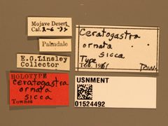 Ceratogastra ornata sicca by the Smithsonian. Used under a CC0 license.