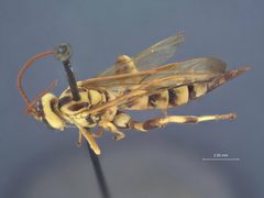 Ceratogastra ornata sicca by the Smithsonian. Used under a CC0 license.