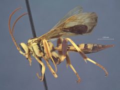 Ceratogastra ornata sicca by the Smithsonian. Used under a CC0 license.