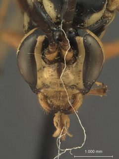 Ceratogastra trifasciata by the Smithsonian. Used under a CC0 license.