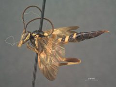 Ceratogastra trifasciata by the Smithsonian. Used under a CC0 license.