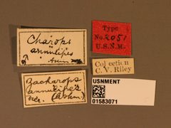 Charops annulipes by the Smithsonian. Used under a CC0 license.