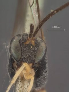 Charops annulipes by the Smithsonian. Used under a CC0 license.