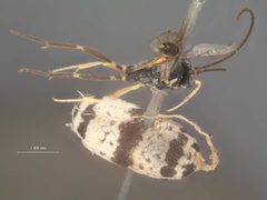 Charops annulipes by the Smithsonian. Used under a CC0 license.