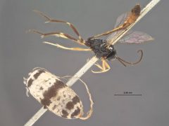 Charops annulipes by the Smithsonian. Used under a CC0 license.