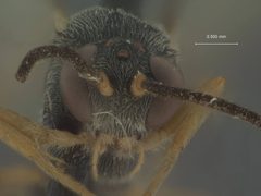 Charops erythrogaster by the Smithsonian. Used under a CC0 license.