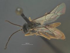 Charops erythrogaster by the Smithsonian. Used under a CC0 license.