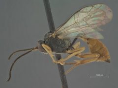 Charops erythrogaster by the Smithsonian. Used under a CC0 license.