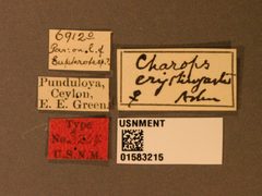 Charops erythrogaster by the Smithsonian. Used under a CC0 license.