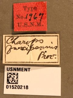 Charops fuscipennis by the Smithsonian. Used under a CC0 license.