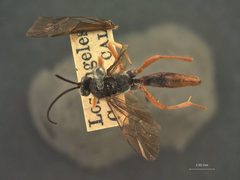 Charops fuscipennis by the Smithsonian. Used under a CC0 license.
