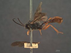 Charops fuscipennis by the Smithsonian. Used under a CC0 license.