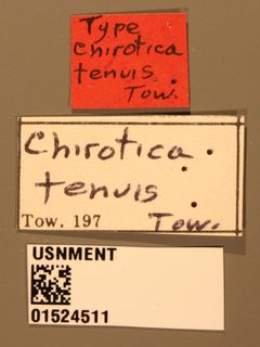 Chirotica tenuis by the Smithsonian. Used under a CC0 license.