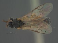 Chorinaeus californicus by the Smithsonian. Used under a CC0 license.