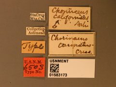 Chorinaeus californicus by the Smithsonian. Used under a CC0 license.