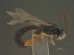 Chorinaeus californicus by the Smithsonian. Used under a CC0 license.