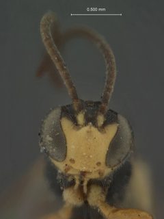 Chorinaeus californicus by the Smithsonian. Used under a CC0 license.