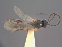 Chorinaeus funebris divisus by the Smithsonian. Used under a CC0 license.