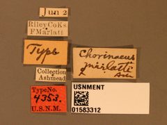 Chorinaeus marlatti by the Smithsonian. Used under a CC0 license.