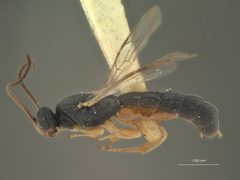 Chorinaeus marlatti by the Smithsonian. Used under a CC0 license.