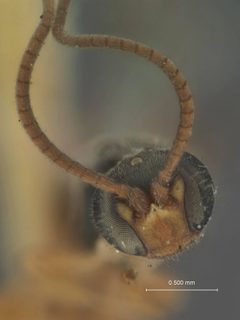 Chorinaeus marlatti by the Smithsonian. Used under a CC0 license.