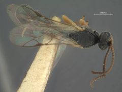 Chorinaeus marlatti by the Smithsonian. Used under a CC0 license.