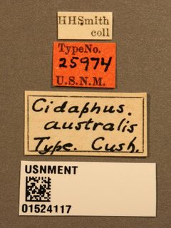 Cidaphus australis by the Smithsonian. Used under a CC0 license.