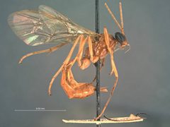 Cidaphus australis by the Smithsonian. Used under a CC0 license.