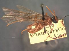 Cidaphus australis by the Smithsonian. Used under a CC0 license.