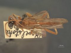 Cidaphus occidentalis by the Smithsonian. Used under a CC0 license.