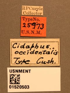 Cidaphus occidentalis by the Smithsonian. Used under a CC0 license.