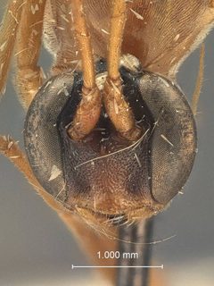 Cidaphus occidentalis by the Smithsonian. Used under a CC0 license.