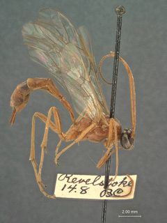 Cidaphus occidentalis by the Smithsonian. Used under a CC0 license.