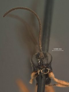 Clistopyga atrata by the Smithsonian. Used under a CC0 license.