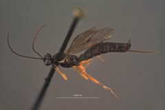 Clistopyga atrata by the Smithsonian. Used under a CC0 license.