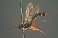 Clistopyga atrata by the Smithsonian. Used under a CC0 license.