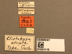 Clistopyga atrata by the Smithsonian. Used under a CC0 license.