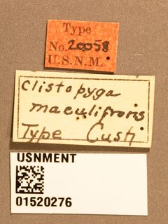 Clistopyga maculifrons by the Smithsonian. Used under a CC0 license.
