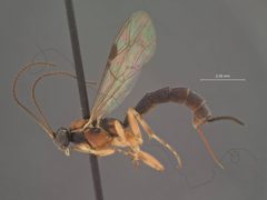 Clistopyga manni by the Smithsonian. Used under a CC0 license.